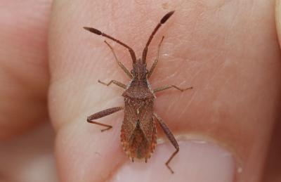  Coriomeris affinis (Herrich-Schäffer, 1839)