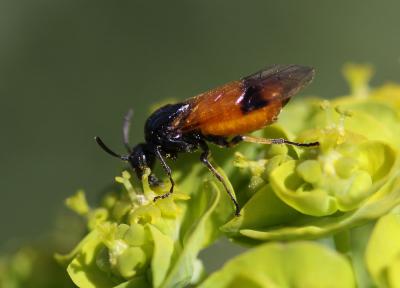  Arge cyanocrocea (Förster, 1771)