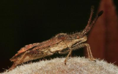  Coriomeris affinis (Herrich-Schäffer, 1839)