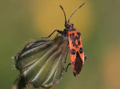 Corise de la jusquiame Corizus hyoscyami (Linnaeus, 1758)