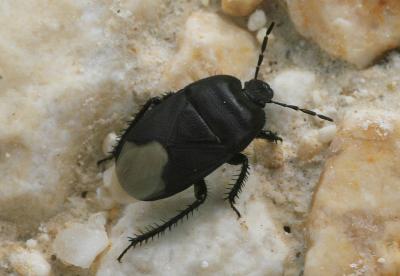  Cydnus aterrimus (Forster, 1771)