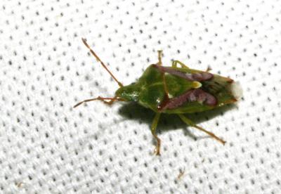  Cyphostethus tristriatus (Fabricius, 1787)