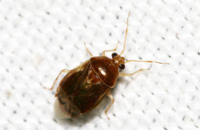  Deraeocoris lutescens (Schilling, 1837)