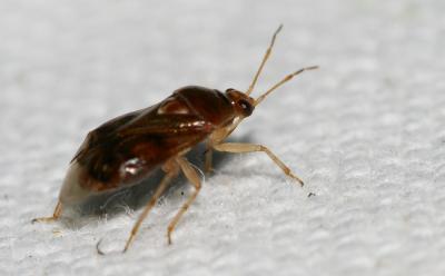  Deraeocoris lutescens (Schilling, 1837)