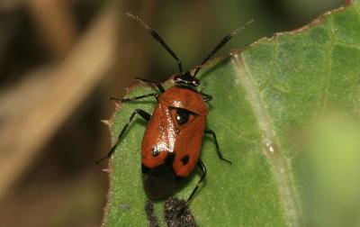  Deraeocoris punctum (Rambur, 1839)