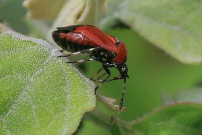  Deraeocoris punctum (Rambur, 1839)