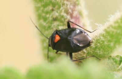  Deraeocoris ribauti Wagner, 1943