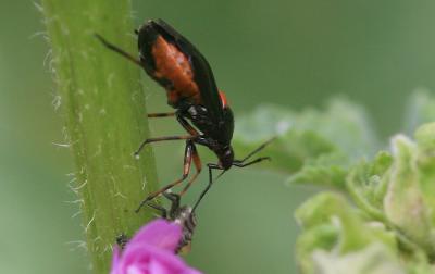  Deraeocoris ribauti Wagner, 1943