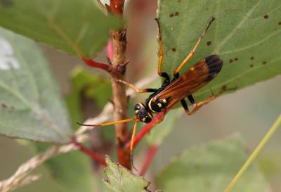  Batozonellus lacerticida (Pallas, 1771)