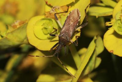  Dicranocephalus albipes (Fabricius, 1781)