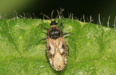  Dictyla echii (Schrank, 1782)