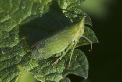 Dictyophore européen, Fulgore d'Europe Dictyophara europaea (Linnaeus, 1767)