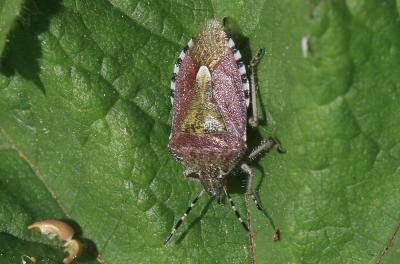 Punaise brune à antennes & bords panachés Dolycoris baccarum (Linnaeus, 1758)