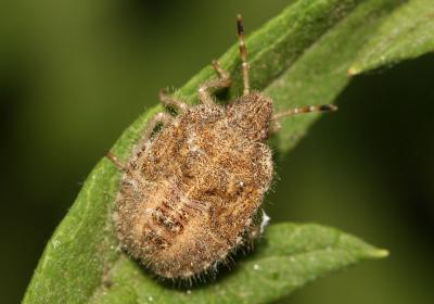 Punaise brune à antennes & bords panachés Dolycoris baccarum (Linnaeus, 1758)