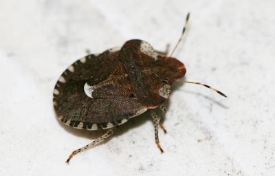  Dyroderes umbraculatus (Fabricius, 1775)