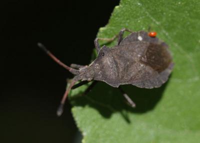  Enoplops scapha (Fabricius, 1794)