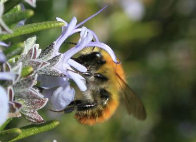 Bourdon des champs Bombus pascuorum (Scopoli, 1763)
