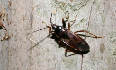  Eremocoris 