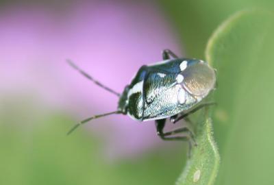 Punaise verte à raies & rouges ou blanches Eurydema oleracea (Linnaeus, 1758)