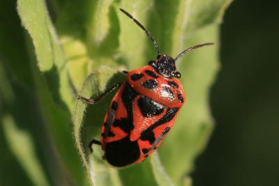  Eurydema ornata (Linnaeus, 1758)