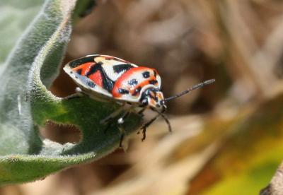  Eurydema ornata (Linnaeus, 1758)