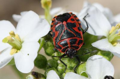  Eurydema ventralis Kolenati, 1846