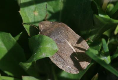  Eurygaster austriaca (Schrank, 1776)