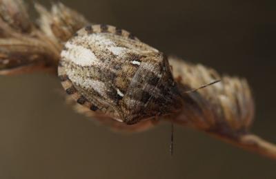 Punaise tortue brune Eurygaster testudinaria (Geoffroy, 1785)