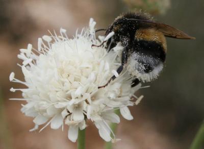 Bourdon terrestre (Le) Bombus terrestris (Linnaeus, 1758)