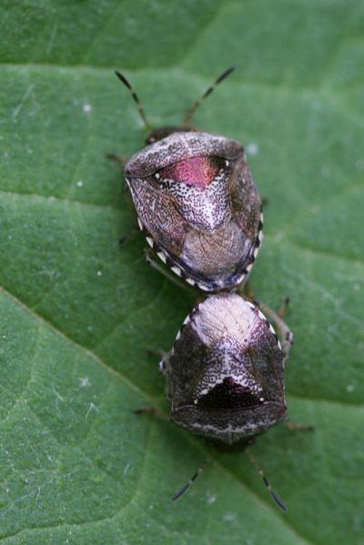  Eysarcoris venustissimus (Schrank, 1776)