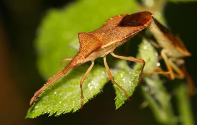 Gonocère du buis Gonocerus acuteangulatus (Goeze, 1778)