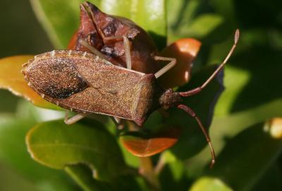 Gonocère du buis Gonocerus acuteangulatus (Goeze, 1778)