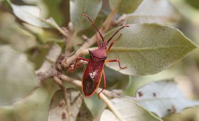  Gonocerus insidiator (Fabricius, 1787)