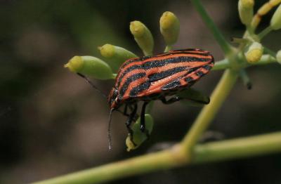 Punaise arlequin Graphosoma italicum (O.F. Müller, 1766)