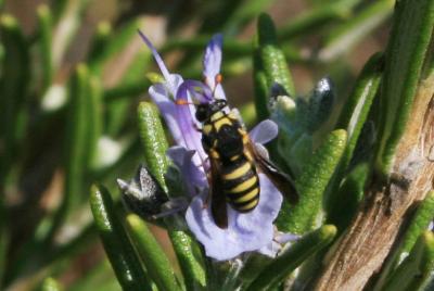  Celonites abbreviatus (Villers, 1789)