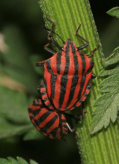 Punaise arlequin Graphosoma italicum (O.F. Müller, 1766)