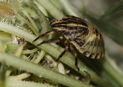 Punaise arlequin Graphosoma italicum (O.F. Müller, 1766)