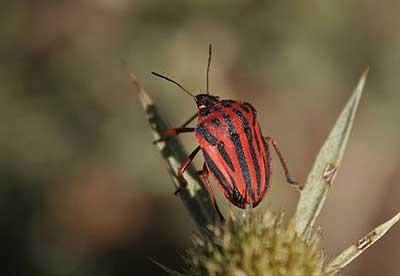  Graphosoma semipunctatum (Fabricius, 1775)
