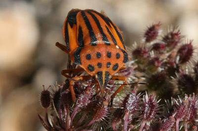  Graphosoma semipunctatum (Fabricius, 1775)