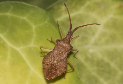  Haploprocta sulcicornis (Fabricius, 1794)