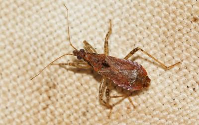 Nabide-fourmi Himacerus mirmicoides (O. Costa, 1834)