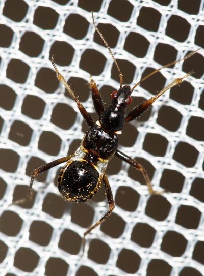 Nabide-fourmi Himacerus mirmicoides (O. Costa, 1834)