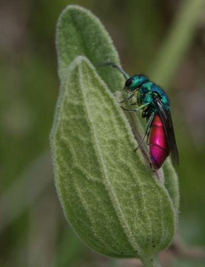  Chrysura Dahlbom, 1845