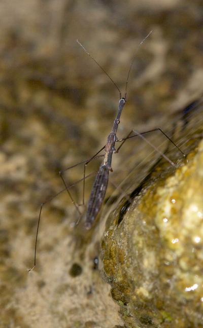 Hydromètre stagnant, Hydromètre des étangs Hydrometra stagnorum (Linnaeus, 1758)