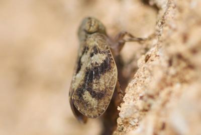  Latilica maculipes (Melichar, 1906)