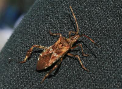 Punaise americaine du pin, Punaise du pin, Leptogl Leptoglossus occidentalis Heidemann, 1910