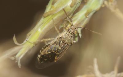  Liorhyssus hyalinus (Fabricius, 1794)