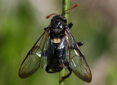 Frelon noir à échancrure  Cimbex femoratus (Linnaeus, 1758)