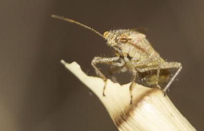  Liorhyssus hyalinus (Fabricius, 1794)