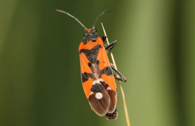 Punaise écuyère Lygaeus equestris (Linnaeus, 1758)